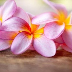 Meet your Posher, Delia